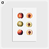 アートポストカード-Peaches - ピエール ジョゼフ ルドゥーテ Postcard.