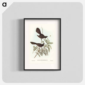 アートポスター-Black Fantailed Flycatcher
 - オーストラリアの鳥 Poster.