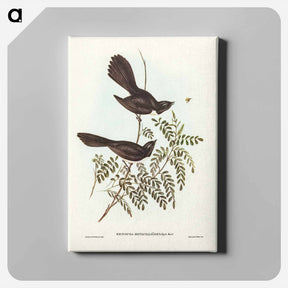 アートパネル-Black Fantailed Flycatcher
 - オーストラリアの鳥 Canvas.