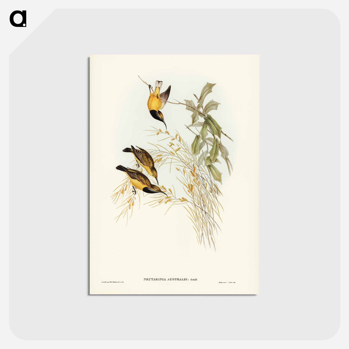 アートポストカード-Australian Sun-bird
 - ジョン グールド Postcard.