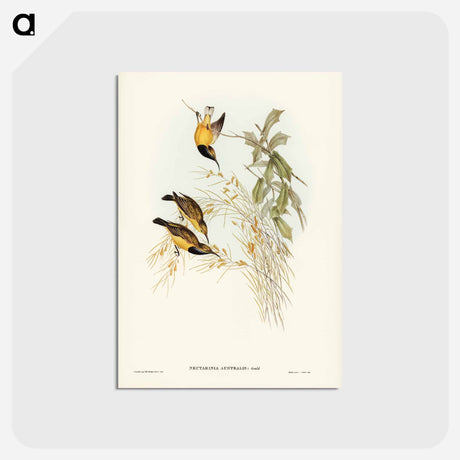 アートポストカード-Australian Sun-bird
 - ジョン グールド Postcard.