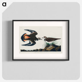 アートポスター-Kildeer Plover
 - ジョン ジェームス オーデュボン Poster.