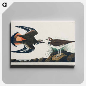アートパネル-Kildeer Plover
 - ジョン ジェームス オーデュボン Canvas.