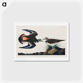 アートポストカード-Kildeer Plover
 - ジョン ジェームス オーデュボン Postcard.