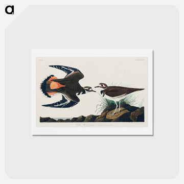 Kildeer Plover
 - ジョン ジェームス オーデュボン Postcard.