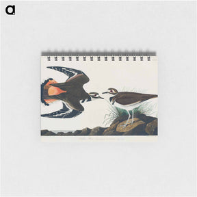 アートメモ帳-Kildeer Plover
 - ジョン ジェームス オーデュボン Memo.