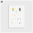 アートポストカード-Flower set from La Botanique de J. J. Rousseau - ピエール ジョゼフ ルドゥーテ Postcard.