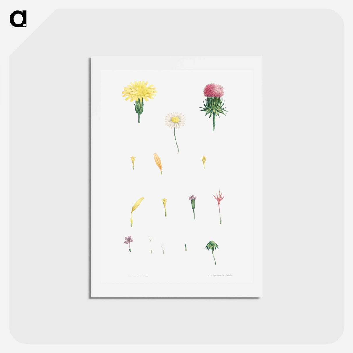 アートポストカード-Flower set from La Botanique de J. J. Rousseau - ピエール ジョゼフ ルドゥーテ Postcard.