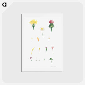 アートポストカード-Flower set from La Botanique de J. J. Rousseau - ピエール ジョゼフ ルドゥーテ Postcard.