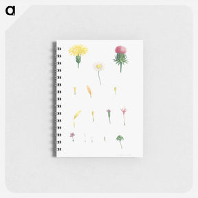 アートメモ帳-Flower set from La Botanique de J. J. Rousseau - ピエール ジョゼフ ルドゥーテ Memo.