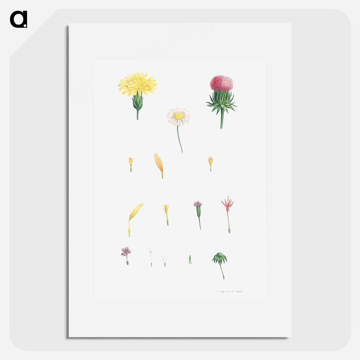 Flower set from La Botanique de J. J. Rousseau - ピエール ジョゼフ ルドゥーテ Poster.