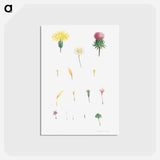 アートポストカード-Flower set from La Botanique de J. J. Rousseau - ピエール ジョゼフ ルドゥーテ Postcard.