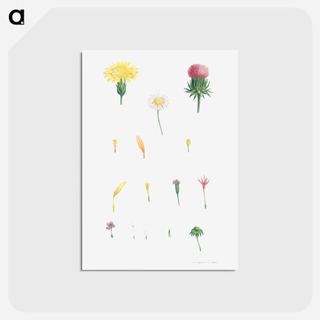 アートポストカード-Flower set from La Botanique de J. J. Rousseau - ピエール ジョゼフ ルドゥーテ Postcard.