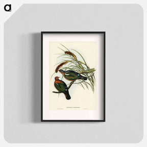 アートポスター-Little Green Pigeon
 - オーストラリアの鳥 Poster.