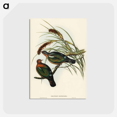 アートポストカード-Little Green Pigeon
 - オーストラリアの鳥 Postcard.
