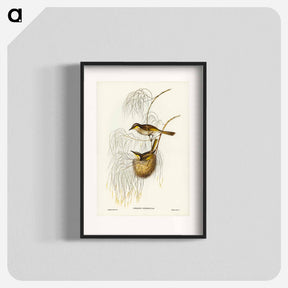 アートポスター-Singing Honey-eater
 - ジョン グールド Poster.