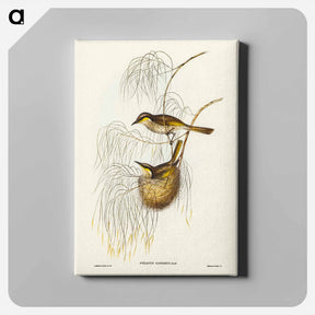 アートパネル-Singing Honey-eater
 - ジョン グールド Canvas.