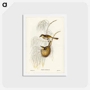 アートポストカード-Singing Honey-eater
 - ジョン グールド Postcard.