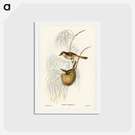 アートポストカード-Singing Honey-eater
 - ジョン グールド Postcard.
