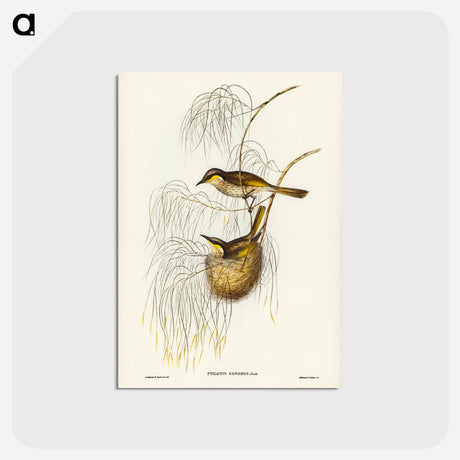 アートポストカード-Singing Honey-eater
 - ジョン グールド Postcard.
