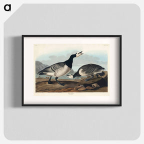 アートポスター-Barnacle Goose
 - ジョン ジェームス オーデュボン Poster.