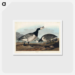 アートポストカード-Barnacle Goose
 - ジョン ジェームス オーデュボン Postcard.