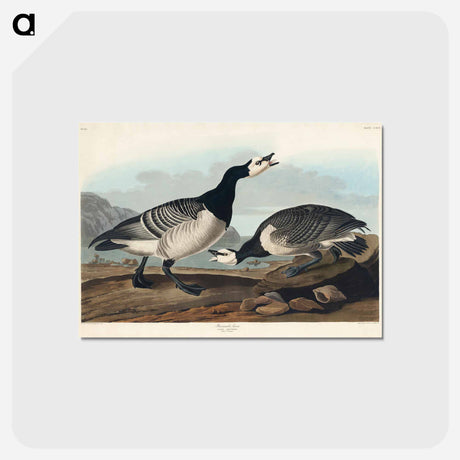 アートポストカード-Barnacle Goose
 - ジョン ジェームス オーデュボン Postcard.