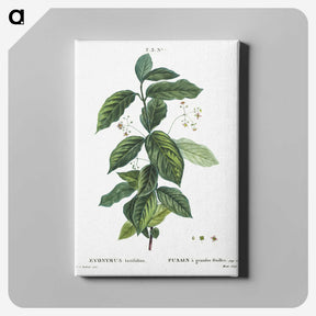 5-38_Pierre-Joseph-Redoute_canvas