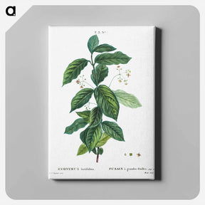アートパネル-Broadleaf spindle - ピエール ジョゼフ ルドゥーテ Canvas.