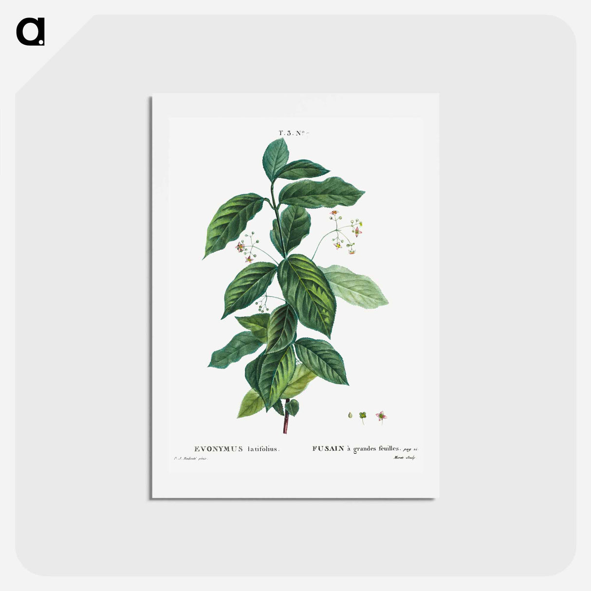 アートポストカード-Broadleaf spindle - ピエール ジョゼフ ルドゥーテ Postcard.
