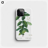 Broadleaf spindle - ピエール ジョゼフ ルドゥーテ Phone Case.
