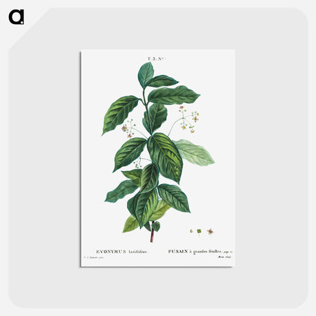 アートポストカード-Broadleaf spindle - ピエール ジョゼフ ルドゥーテ Postcard.