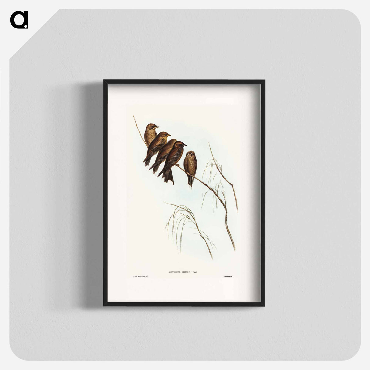 Little Wood Swallow
 - オーストラリアの鳥 Poster.