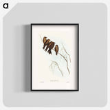 アートポスター-Little Wood Swallow
 - オーストラリアの鳥 Poster.