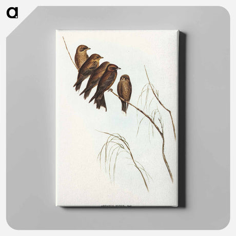アートパネル-Little Wood Swallow
 - オーストラリアの鳥 Canvas.