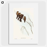 アートポスター-Little Wood Swallow
 - オーストラリアの鳥 Poster.