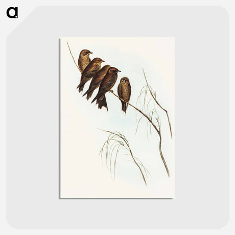 アートポストカード-Little Wood Swallow
 - オーストラリアの鳥 Postcard.