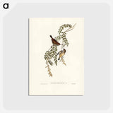 アートポストカード-Tasmanian Acanthiza
 - ジョン グールド Postcard.