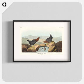 アートポスター-American Water Ouzel
 - ジョン ジェームス オーデュボン Poster.