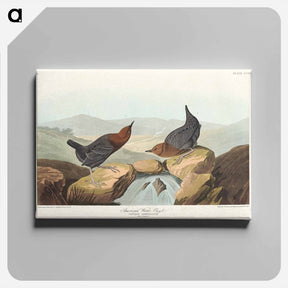 アートパネル-American Water Ouzel
 - ジョン ジェームス オーデュボン Canvas.