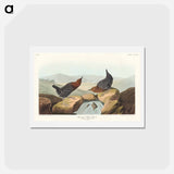 アートポストカード-American Water Ouzel
 - ジョン ジェームス オーデュボン Postcard.