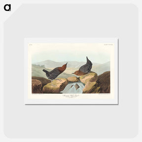 アートポストカード-American Water Ouzel
 - ジョン ジェームス オーデュボン Postcard.