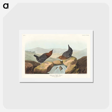 American Water Ouzel
 - ジョン ジェームス オーデュボン Postcard.