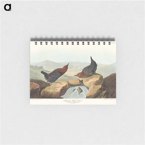 アートメモ帳-American Water Ouzel
 - ジョン ジェームス オーデュボン Memo.