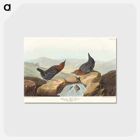 アートポストカード-American Water Ouzel
 - ジョン ジェームス オーデュボン Postcard.