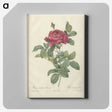 5-39_Pierre-Joseph-Redoute_canvas
