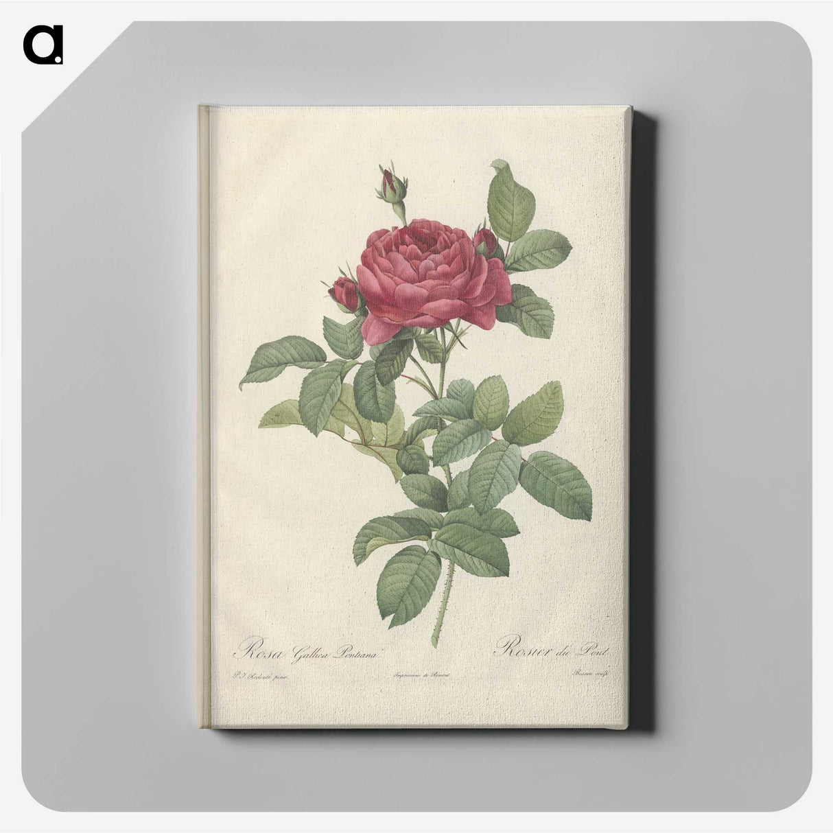 5-39_Pierre-Joseph-Redoute_canvas