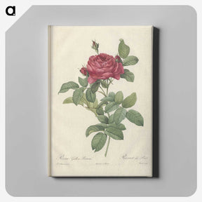 5-39_Pierre-Joseph-Redoute_canvas