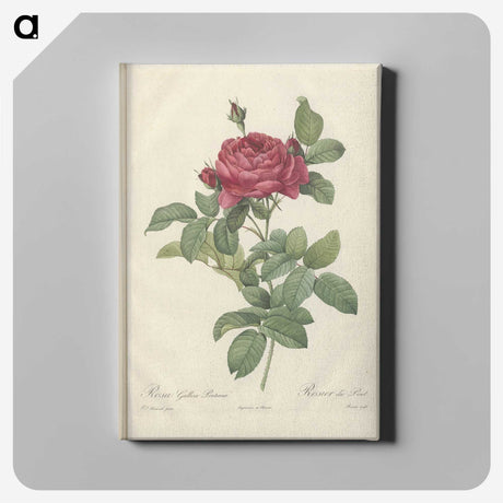 5-39_Pierre-Joseph-Redoute_canvas