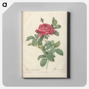 アートパネル-Rose illustration - ピエール ジョゼフ ルドゥーテ Canvas.
